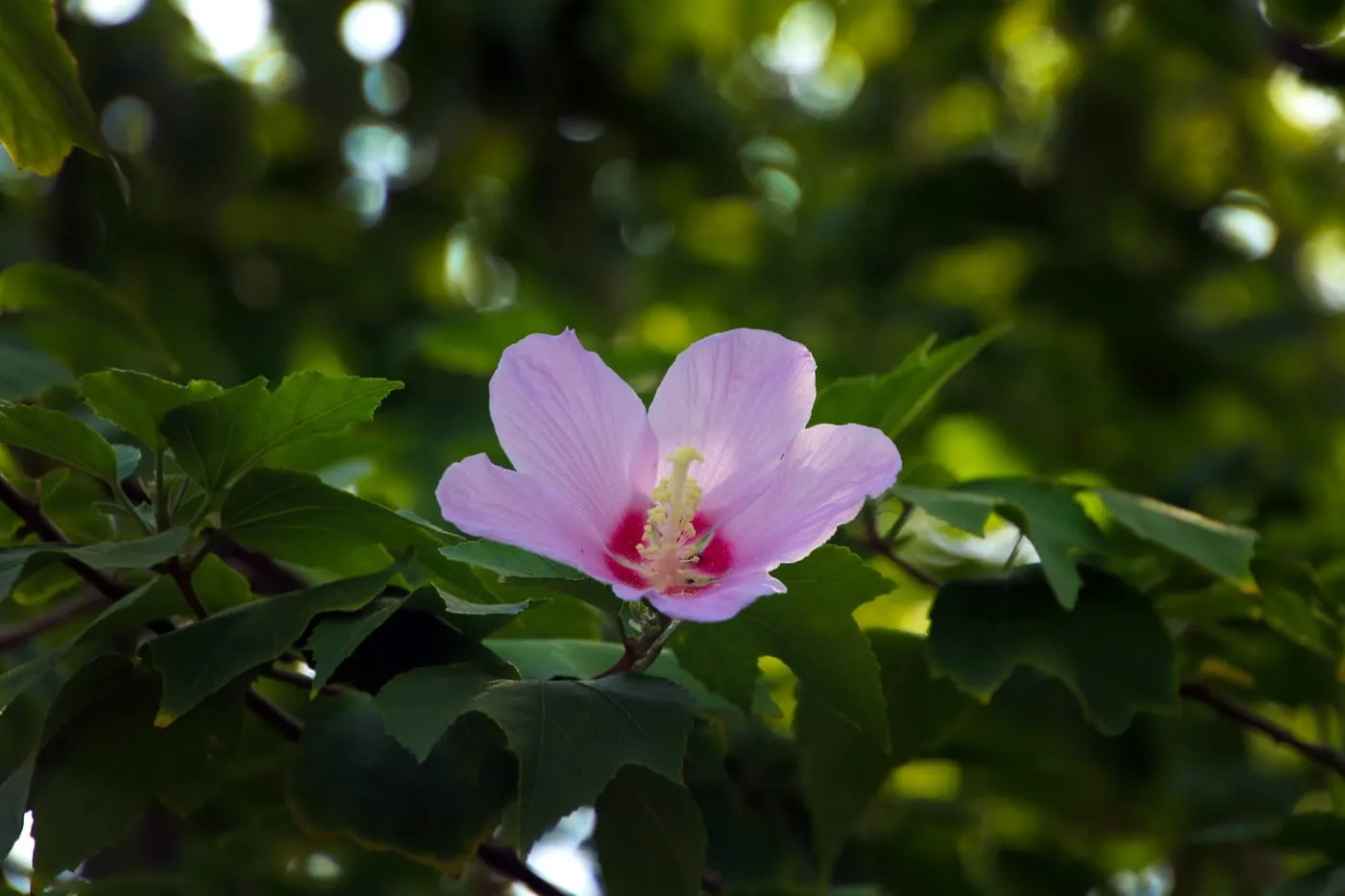 木芙蓉