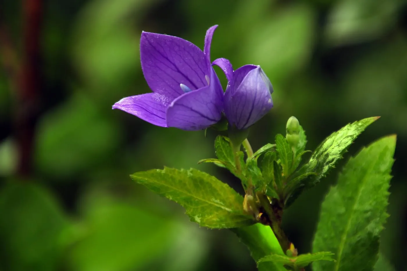 紫色小花