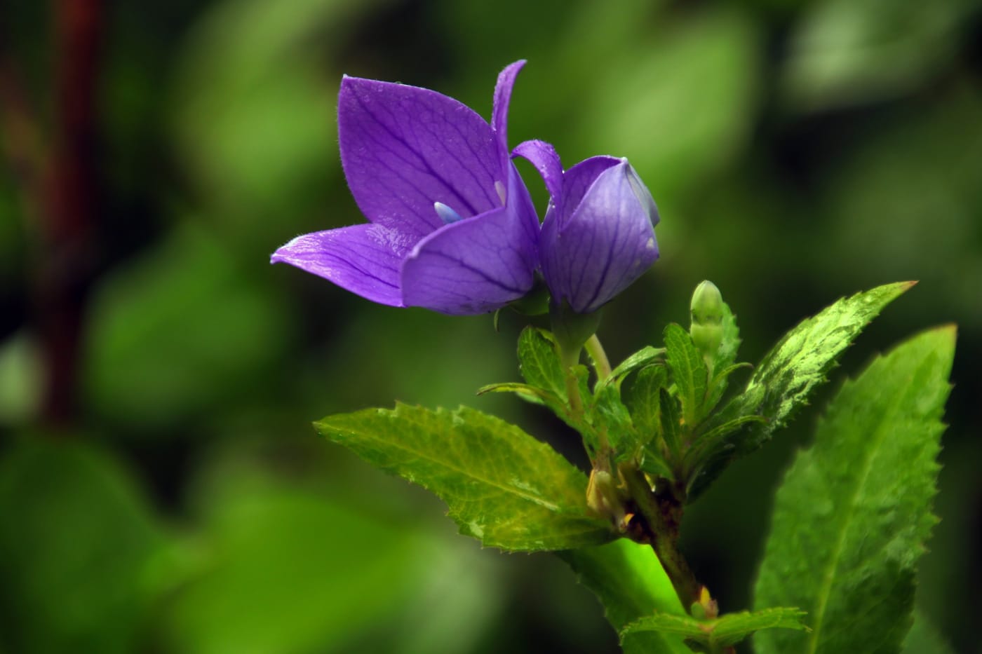 紫色小花