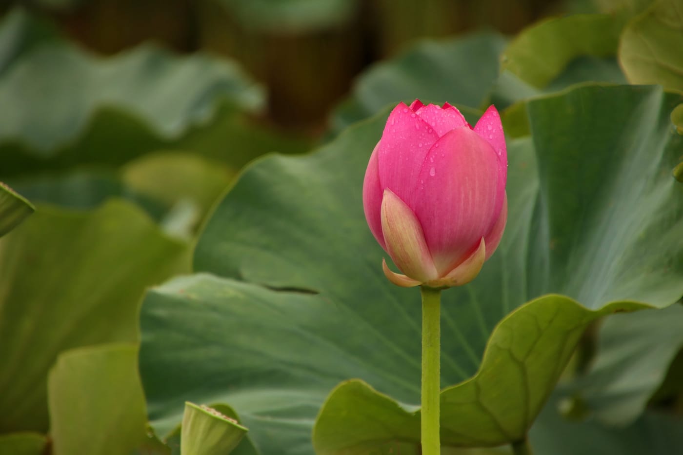 雨中荷花苞