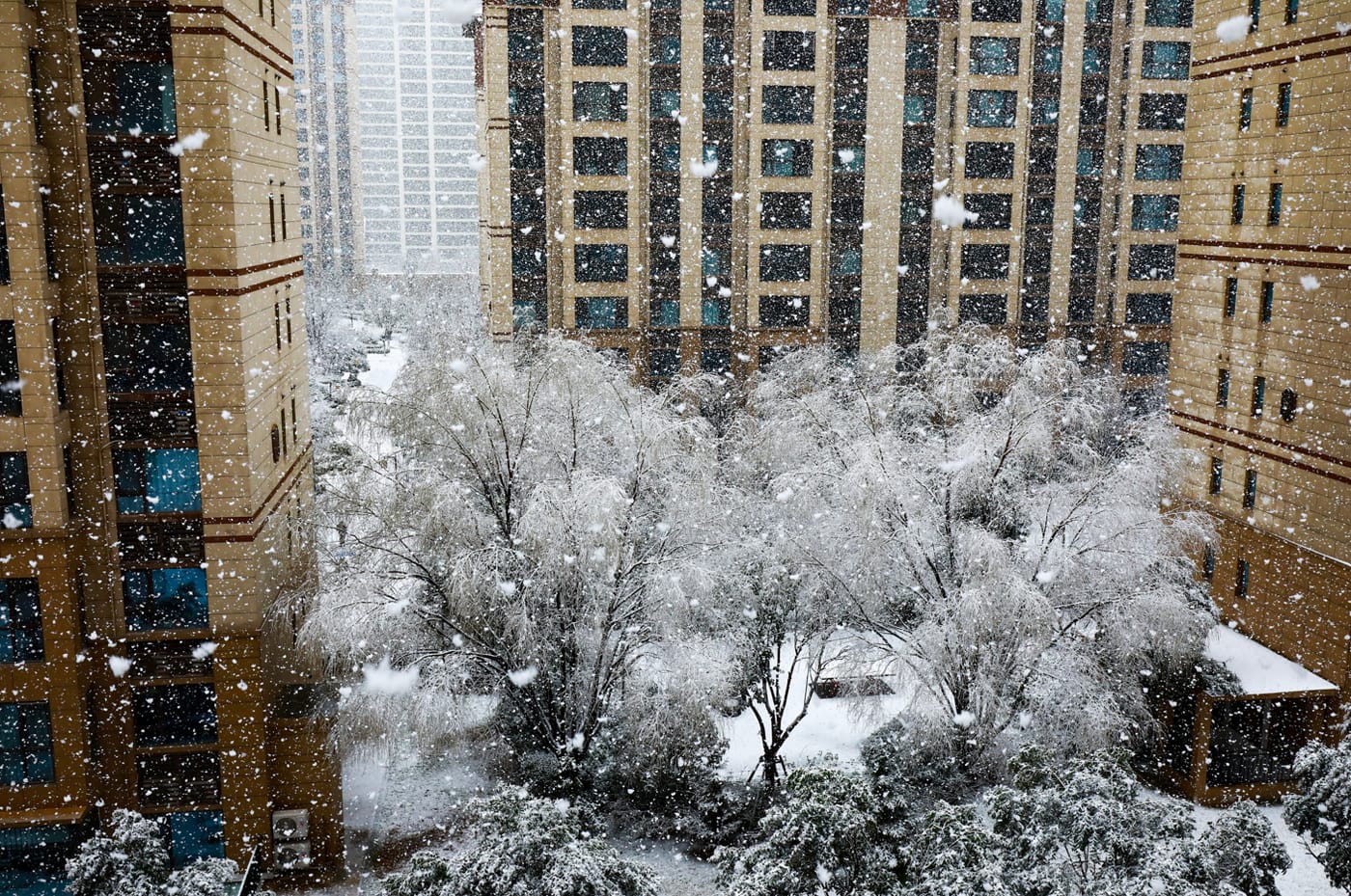 雪中的楼与树